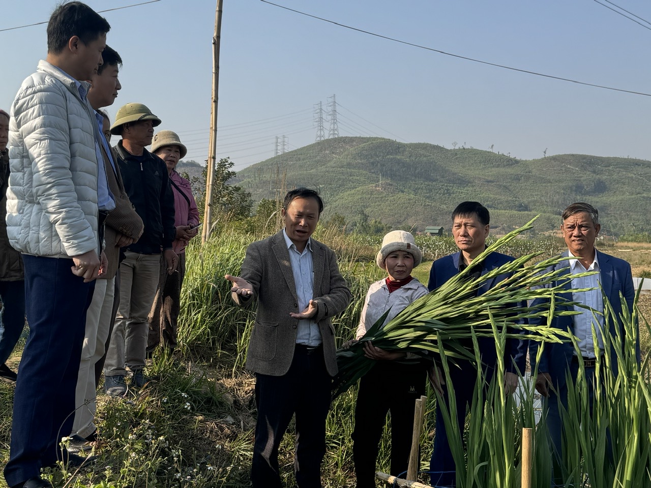 Trồng thử nghiệm giống layon mới ở Hạ Long, hoa màu hồng cam đẹp mắt, không bị bệnh khô đầu lá - Ảnh 3.